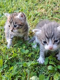 Cuccioli gattini