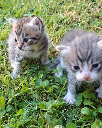 Cuccioli gattini