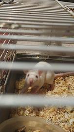 Piccoli ratti domestici si trovano in Sicilia cl