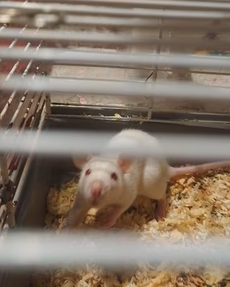 Piccoli ratti domestici si trovano in Sicilia cl