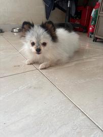 Spitz pomeriana tedesca nana femmina di 3 anni