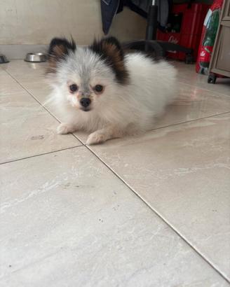 Spitz pomeriana tedesca nana femmina di 3 anni
