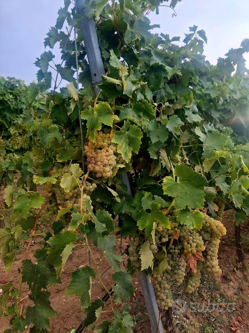 Terreno 12000 mq "Trebbiano" - Vista 2