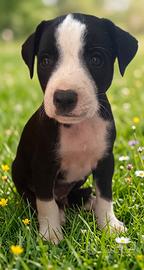Pitbull cucciolo