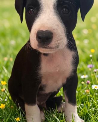Pitbull cucciolo
