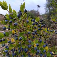 pianta bacche di mirto