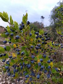 pianta bacche di mirto