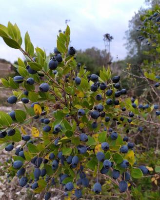 pianta bacche di mirto
