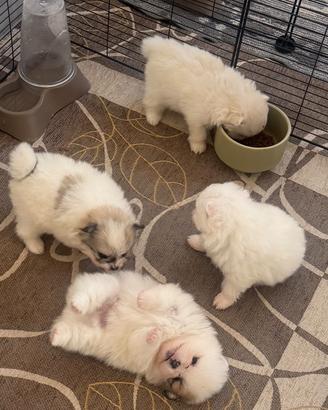 Spitz di Pomerania Nano