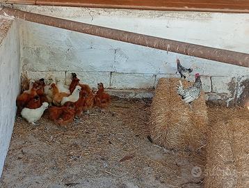 Galline e galletti moroseta e sebhith