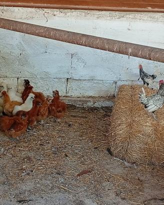 Galline e galletti moroseta e sebhith