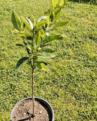 pianta arancio navellina 