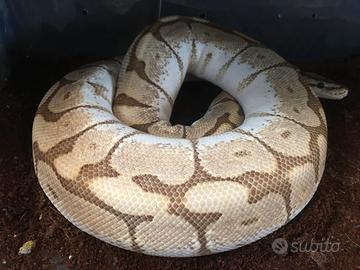 Pitone reale