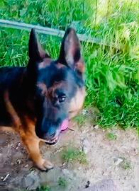 Pastore tedesco di razza si regala urgentissimo