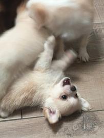 chihuahua con pedigree 