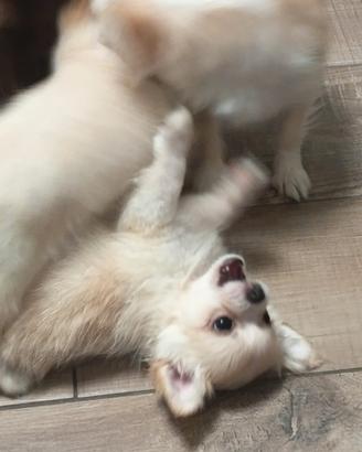 chihuahua con pedigree 