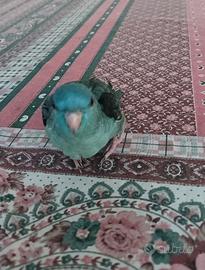 Barrato allevato a mano