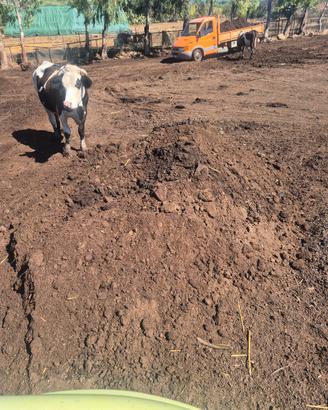 concime per giardino umus