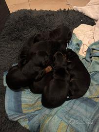 Cuccioli di Dobermann