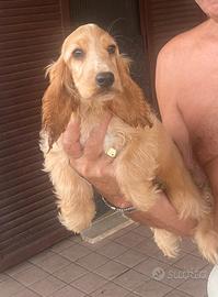 cocker spaniel inglese femmina 