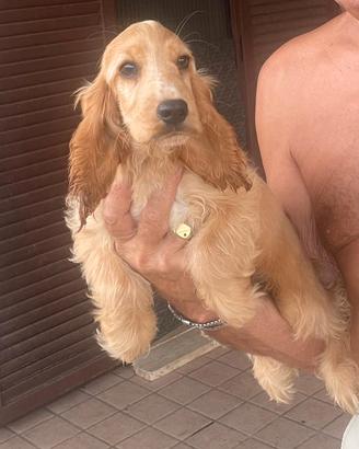 cocker spaniel inglese femmina 