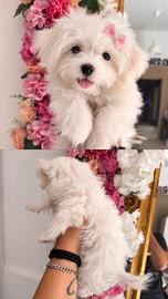 Cuccioli maltese mini toy