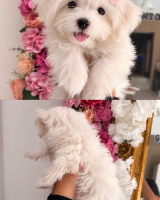 Cuccioli maltese mini toy
