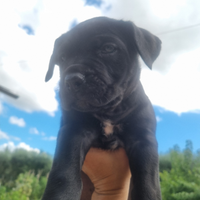 Cane corso