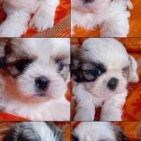 Cuccioli di shitzu