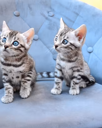 Cucciole Bengala con Pedigree alta genealogia