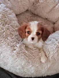 Cavalier king