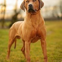 Cuccioli di razza Rhodesian Ridgeback
