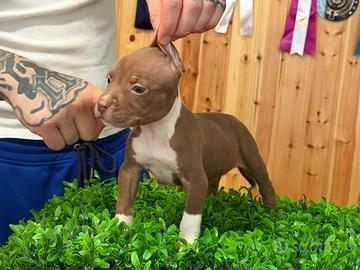 American Pitbull Terrier