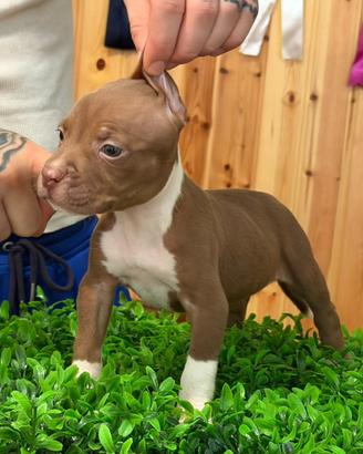 American Pitbull Terrier