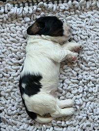 Cuccioli cocker spaniel inglese