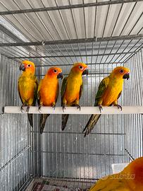 Pappagalli conuri del sole