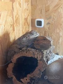 Coppia di Pogona vitticeps riproduttiva + terrario