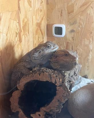 Coppia di Pogona vitticeps riproduttiva + terrario