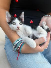 PULCE - gattina di 2 mesi
