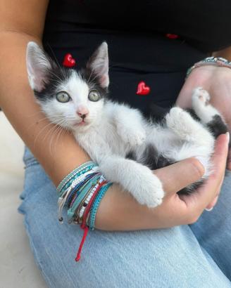 PULCE - gattina di 2 mesi