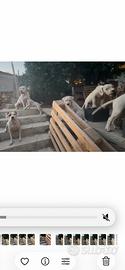 Incrocio dogo argentino e american staff terrier