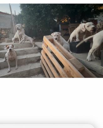 Incrocio dogo argentino e american staff terrier