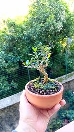 mini bonsai di olivastro 
