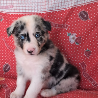 Cuccioli border collie Blue merle