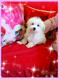 Mini Cucciolo Maltese Originale 3 mesi di Vita