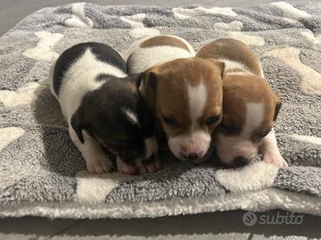 Cuccioli di cane jack russell