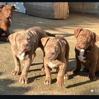 American bully cuccioli XL
