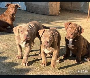 American bully cuccioli XL