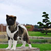 Cuccioli Akita Americano