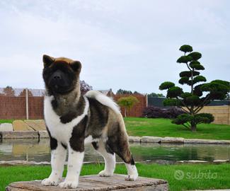 Cuccioli Akita Americano